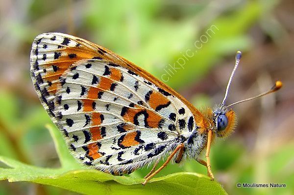 Spotted Fritillary (Melitaea didyma) M