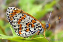 Spotted Fritillary (Melitaea didyma) M