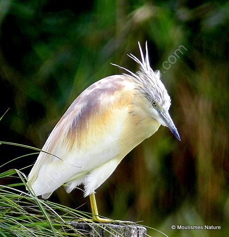 Squacco Heron (Ardeola ralloides) Ad-S