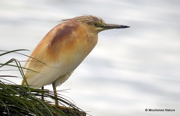 Squacco Heron (Ardeola ralloides) Ad-S