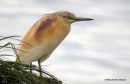 Squacco Heron (Ardeola ralloides) Ad-S