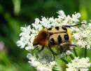 Bee Beetle sp. Trichius gallicus