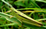 Tricolor Grasshopper (Paracinema tricolor bisignata)