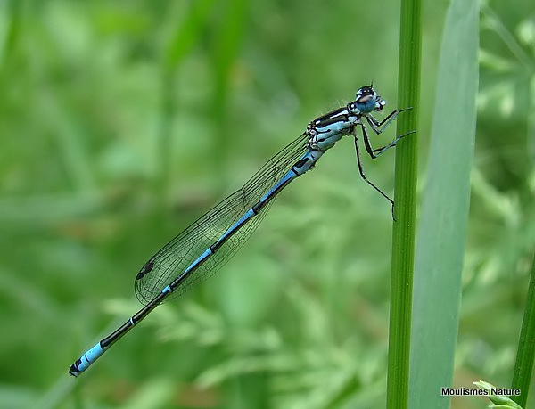 Variable Damselfly (Coenagrion pulchellum) M, Agrion gracieux
