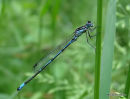 Variable Damselfly (Coenagrion pulchellum) M, Agrion gracieux