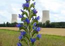 Echium vulgare, Vipers-Bugloss