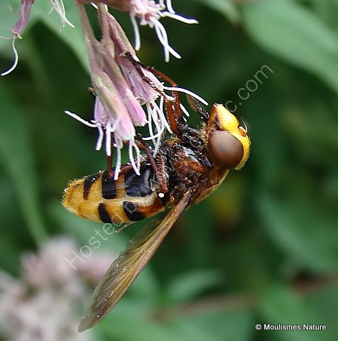 Volucella zonaria (Hornet Hoverfly) F