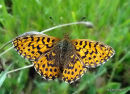 Weaver's Fritillary (Clossinia dia) F