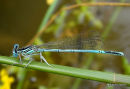 White-legged Damselfly (Platycnemis pennipes) M, Agrion a larges pattes