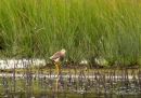 White-tailed Plover (Vanellus leucurus)