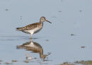 Wood Sandpiper on La Lagune Claude Quancard