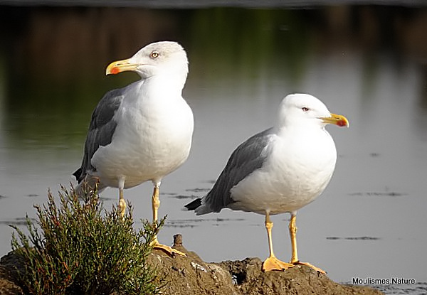 L. michahellis adults