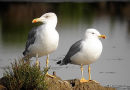 L. michahellis adults