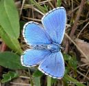 Adonis Blue (Lysandra bellargus) M