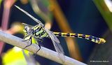 Blue-eyed Hooktail (Onychogomphus uncatus) female, Peau de Meau
