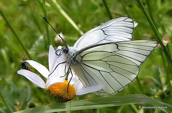 Black-veined White (Aporia crataegi)