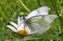 Black-veined White (Aporia crataegi)