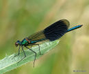 Banded Demoiselle (Calopteryx splendens) M, Calopteryx eclatant