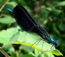 Beautiful Demoiselle (Calopteryx virgo) M, Calopteryx vierge