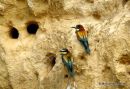 European Bee-eaters (Merops apiaster)