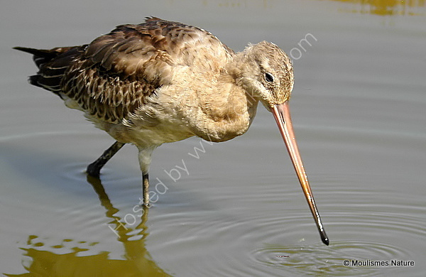 Moulting juvenile Black-tailed Godwit on Les Vasieres des Spatules