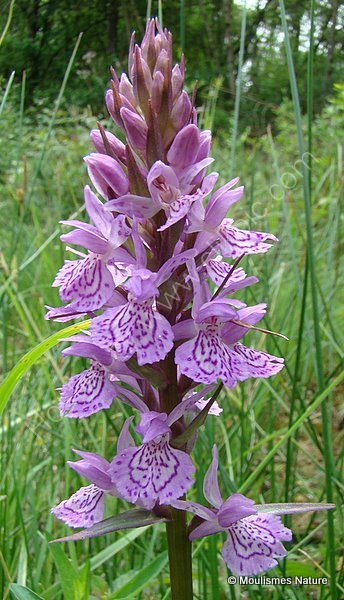 Brenne x Heath hybrid