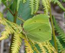 Brimstone (Gonepteryx rhamni) M