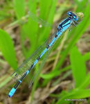 Common Blue Damselfly (Enallagma cyathigerum) M, Agrion porte-coupe