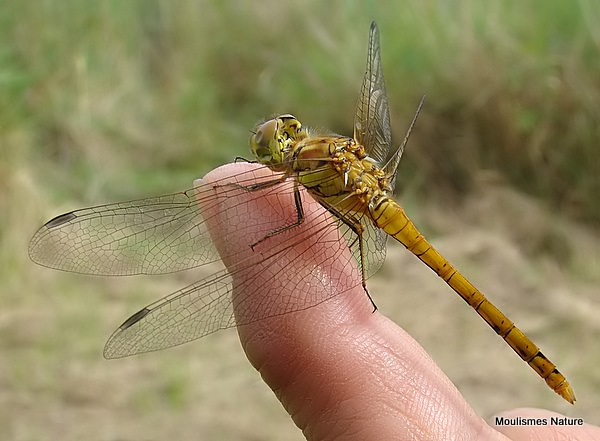Common Darter (Sympetrum striolatum) M-Imm