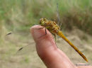 Common Darter (Sympetrum striolatum) M-Imm