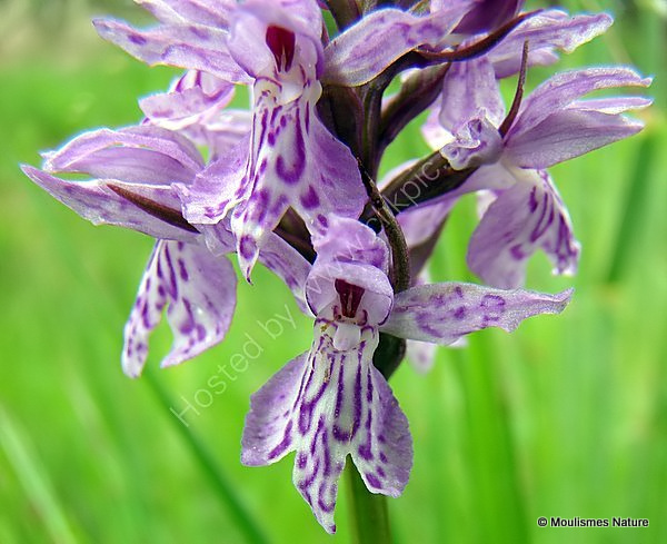Common Spotted Orchid (Dactylorhiza fuchsii)