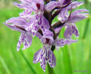 Common Spotted Orchid (Dactylorhiza fuchsii)