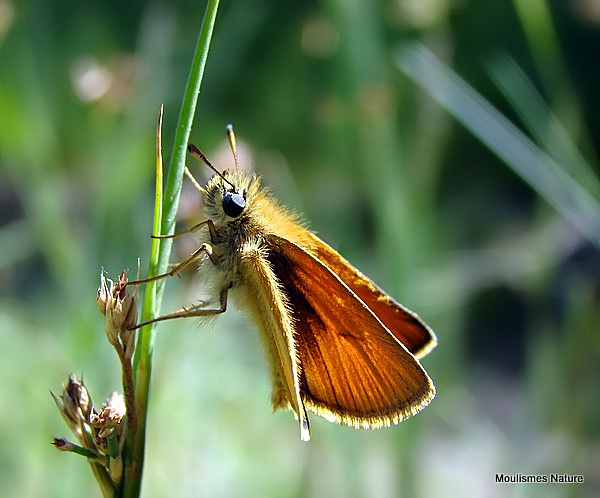 Essex Skipper (Thymelicus lineolus) M