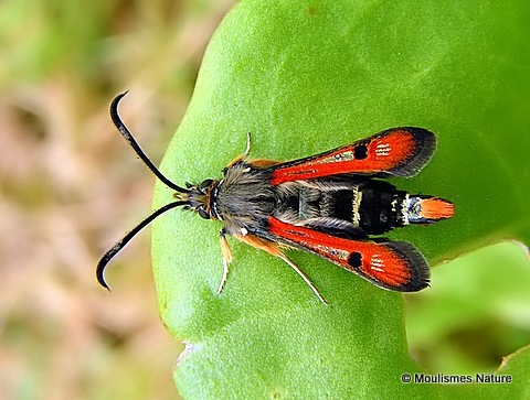 Fiery Clearwing (Bembecia chrysidiformis)