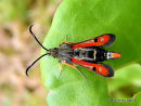 Fiery Clearwing (Bembecia chrysidiformis)