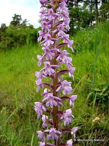 Fragrant Orchid (Gymnadenia canopsea), Orchis moucheron