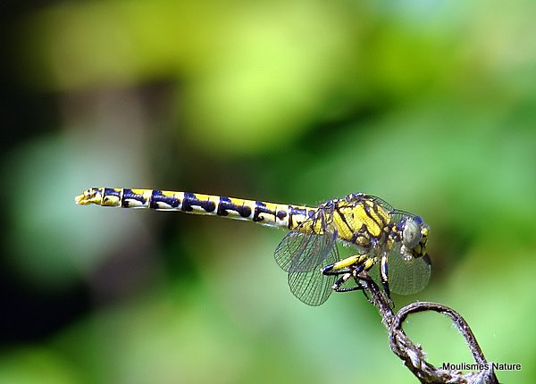 Green-eyed Hooktail (Onychogomphus forcipatus) F