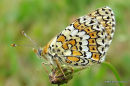 Glanville Fritillary (Melitaea cinxia)