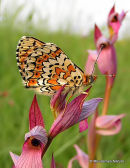 Glanville Fritillary (Melitaea cinxia)