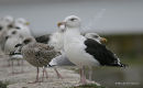 L. marinus ad-winter