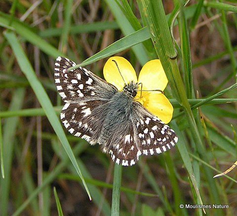Grizzled Skipper (Pyrgus malvae)