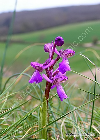 Green-winged Orchid (Orchis morio), Orchis bouffon