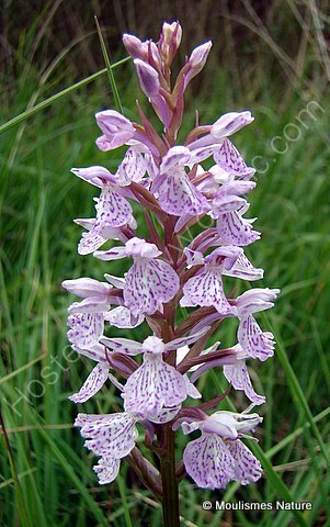 Heath Spotted Orchid (Dactylorhiza maculata ericetorum), Orchis des bruyeres