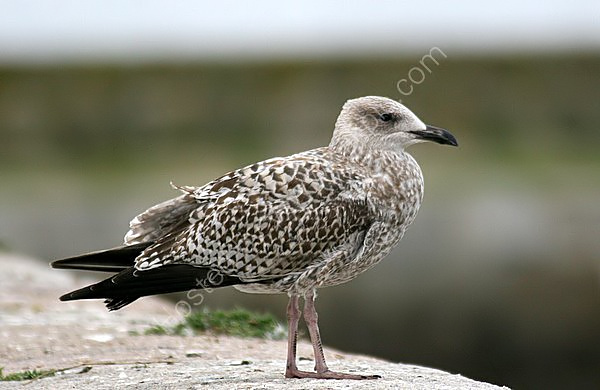 L. argentatus 1st-winter