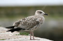 L. argentatus 1st-winter