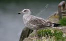 L. argentatus 2nd-winter