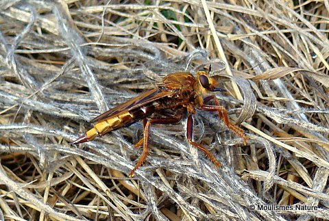 Hornet Robberfly (Asilis crabroniformis)