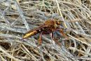 Hornet Robberfly (Asilis crabroniformis)