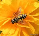 8 - Hoverflies III