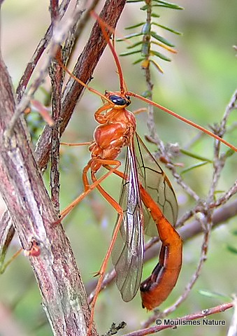 Ophion sp.